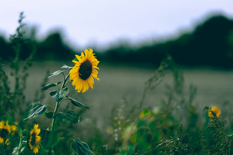 Photo by Omar Ramadan on Unsplash