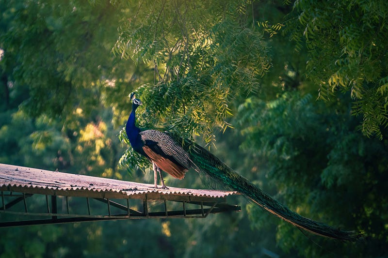 Photo by Vivek Doshi on Unsplash