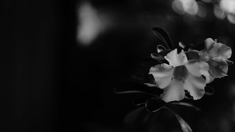 Photo by loesthpedi parorrongan on Unsplash